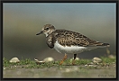 steenloper DSC_0087-01